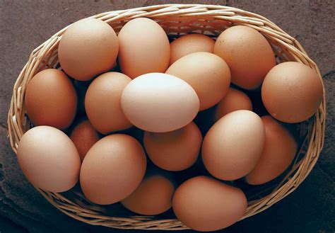 eggza|Eggs .